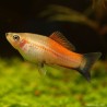 XIPHO PINEAPPLE WAGTIL - Xiphophorus Helleri