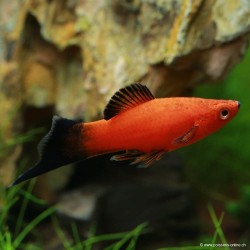 Xipho Red Way - Xiphophorus Helleri