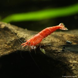 Red Cherry Garnele Weibchen - Neocaridina Davidi