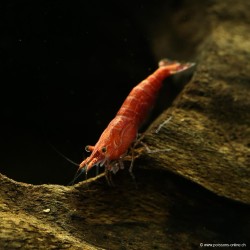 Red Cherry Garnele Manchen - Neocaridina Davidi