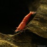 Red Cherry Garnele Manchen - Neocaridina Davidi