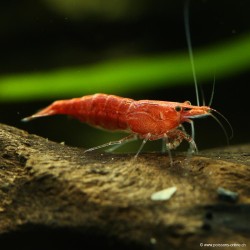 Red Cherry Garnele Weibchen - Neocaridina Davidi