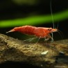 Red Cherry Garnele Weibchen - Neocaridina Davidi