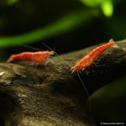 Red Cherry Garnele Manchen - Neocaridina Davidi