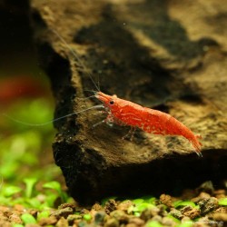 Red Cherry Garnele Weibchen - Neocaridina Davidi