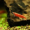 Crevette cerise Femelle - Neocaridina Davidi
