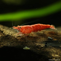 Red Cherry Garnele Weibchen - Neocaridina Davidi