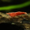 Red Cherry Garnele Weibchen - Neocaridina Davidi