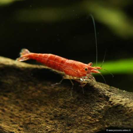 Red Cherry Garnele Manchen - Neocaridina Davidi