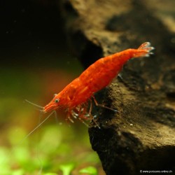 Crevette Sakura Red Femelle - Neocaridina Davidi