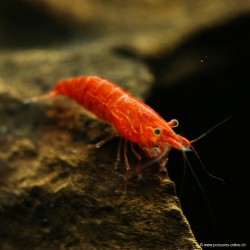 Crevette Sakura Red Mâle - Neocaridina Davidi