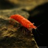 Crevette Sakura Red Femelle - Neocaridina Davidi