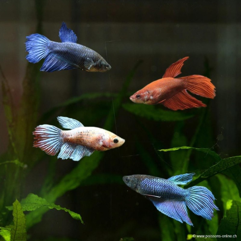 Kampffisch Weibchen Longtail - Betta Splendens