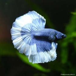 Kampffisch mann Halfmoon Blue White Butterfly - Betta splendens