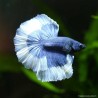 Kampffisch mann Halfmoon Blue White Butterfly - Betta splendens