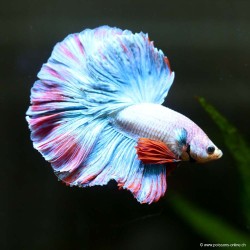 Kampffisch mann Halfmoon Cambodian - Betta splendens