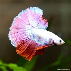 Kampffisch mann Halfmoon Lavender - Betta splendens