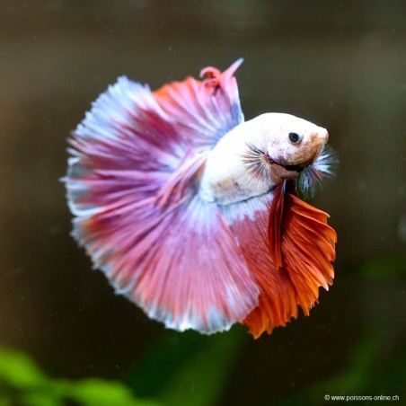 Kampffisch mann Halfmoon Lavender - Betta splendens