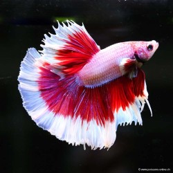 Betta mâle Halfmoon Lavender Butterfly - Betta splendens