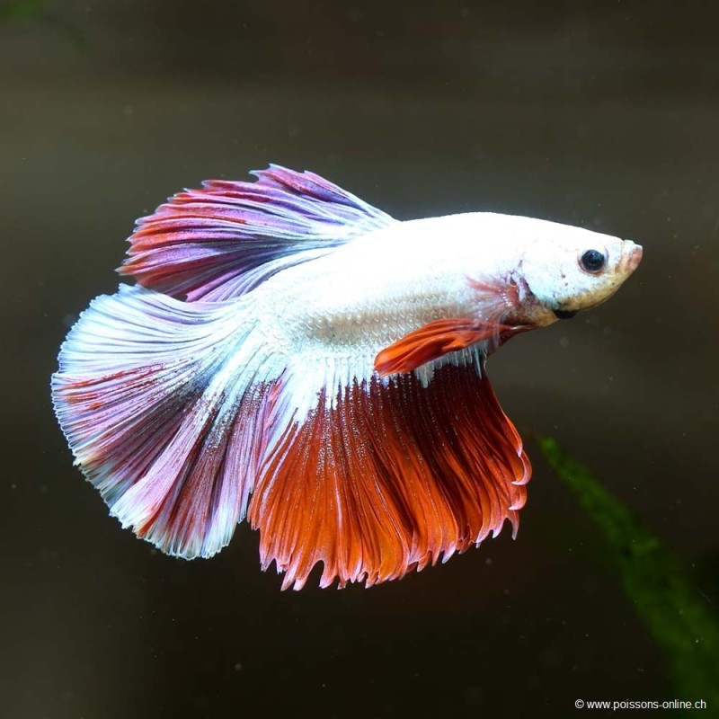 Kampffisch mann Halfmoon Salamander - Betta splendens Kampffisch mann Halfmoon Salamander - Betta splendens