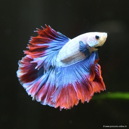Kampffisch mann Halfmoon Thai Flag - Betta splendens