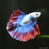 Kampffisch mann Halfmoon Thai Flag - Betta splendens Kampffisch mann Halfmoon Thai Flag - Betta splendens