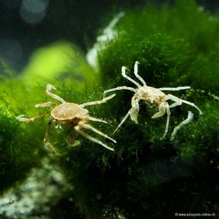 Spinnenkrabbe - Limnopilos Naiyanteri