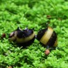 Lumaca affilata - Clithon Diadema