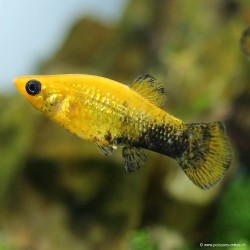 Molly Gold-Black - Poecilia Sphenops