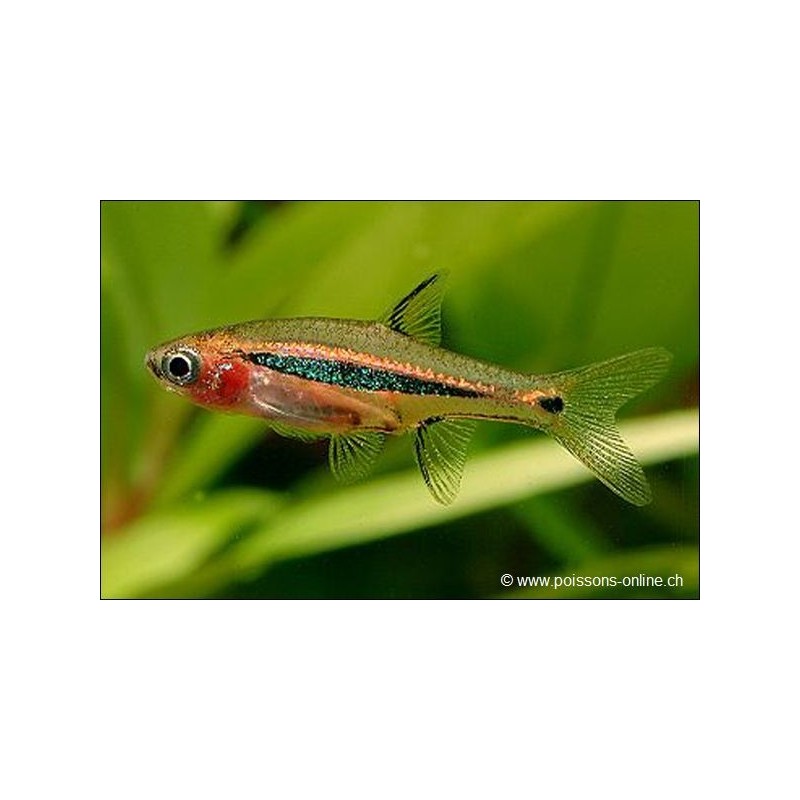 Längsband-Zwergbärbling - Rasbora urophthalmoides
