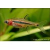 Längsband-Zwergbärbling - Rasbora urophthalmoides