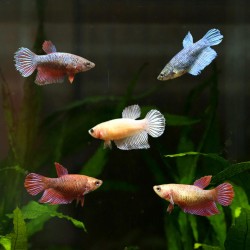 Betta fem. - Betta Splendens