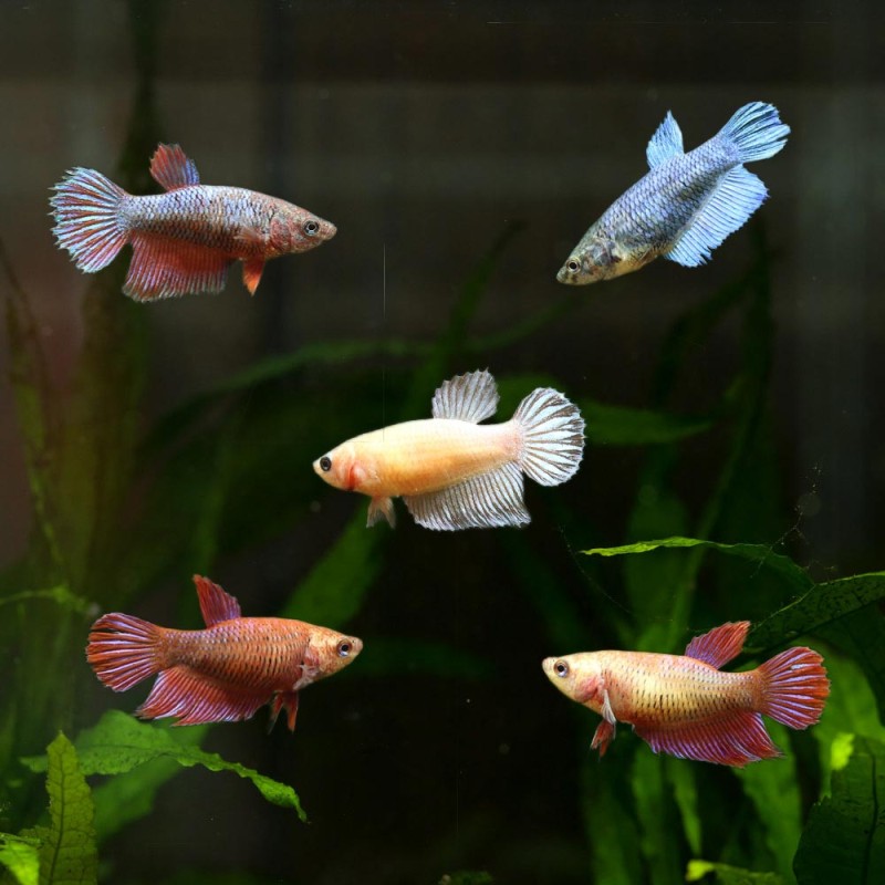 Kampffisch Weibchen - Betta Splendens Kampffisch Weibchen - Betta Splendens