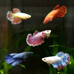 Betta femelle Halfmoon - Betta splendens