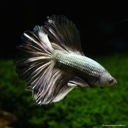 Kampffisch Mann Halfmoon Copper - Betta Splendens