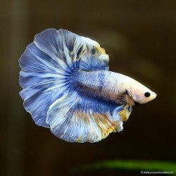 Kampffisch Mann Halfmoon Blue Marble - Betta Splendens