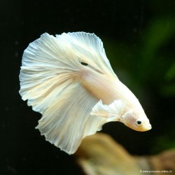 Betta Mâle Halfmoon White Platinium - Betta Splendens