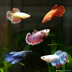 Betta femelle Halfmoon - Betta splendens