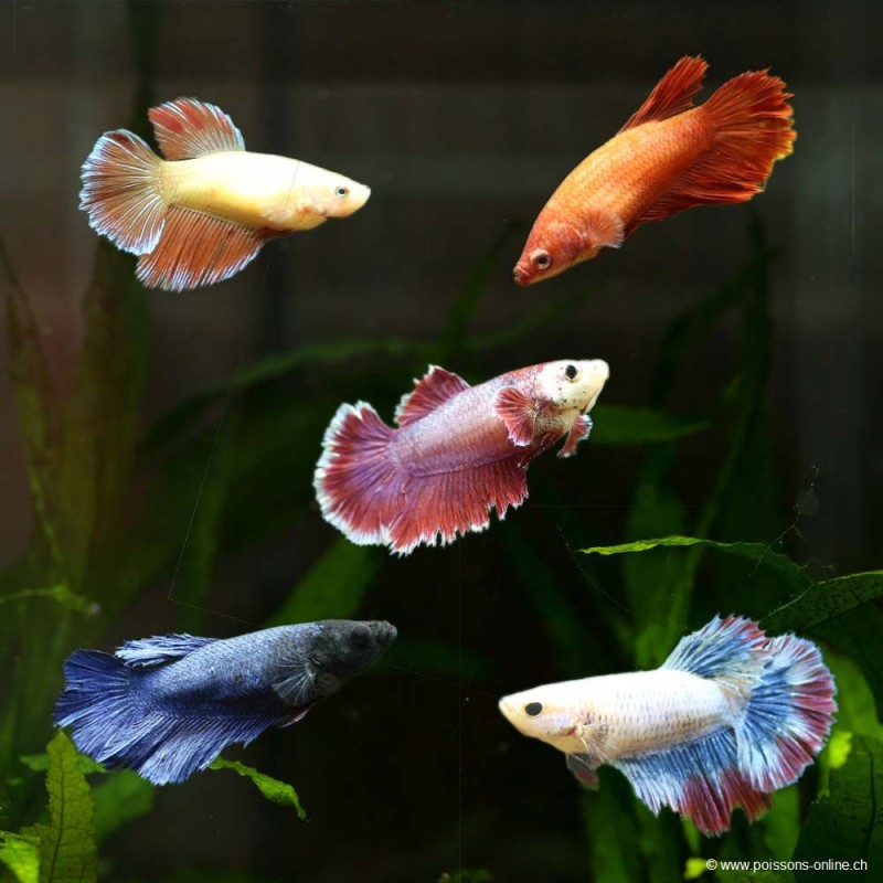Betta femelle Halfmoon - Betta splendens