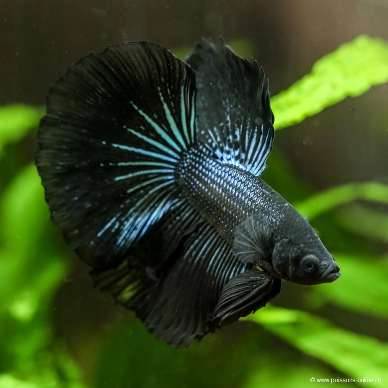 Kampffisch Mann Halfmoon Black Orchid - Betta Splendens Kampffisch Mann Halfmoon Black Orchid - Betta Splendens