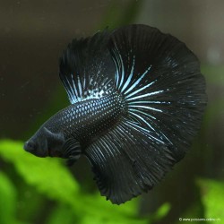 Kampffisch Mann Halfmoon Black Orchid - Betta Splendens