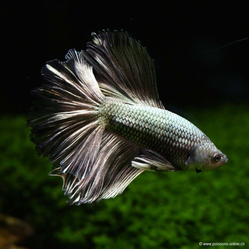 Kampffisch Mann Halfmoon Copper - Betta Splendens Kampffisch Mann Halfmoon Copper - Betta Splendens