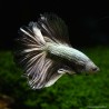 Kampffisch Mann Halfmoon Copper - Betta Splendens