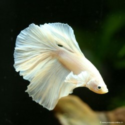 Betta Mâle Halfmoon White Platinium - Betta Splendens