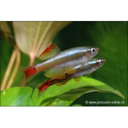 Kardinalfisch Schleier - Tanichthys Albonubes Voile