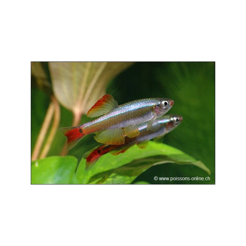 Kardinalfisch Schleier - Tanichthys Albonubes Voile