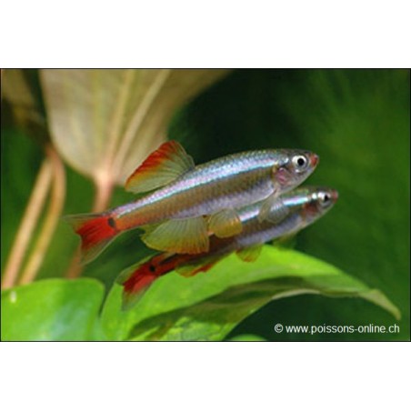 Kardinalfisch Schleier - Tanichthys Albonubes Voile