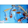 Carpe Koï assortie Premium - Cyprinus carpio Premium