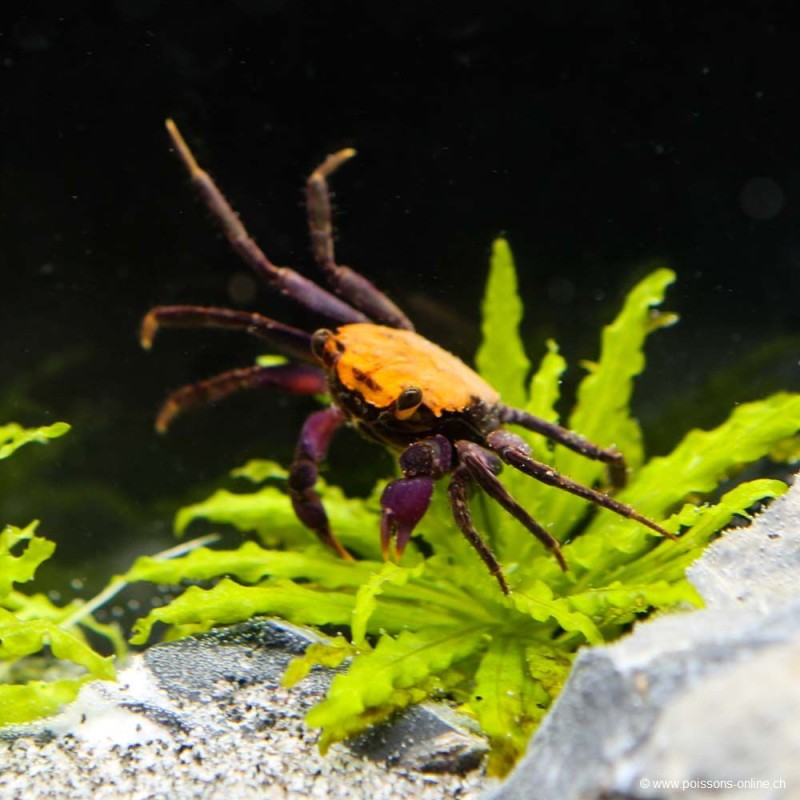 Crabe Hallowen Orange Black - Geosesarma sp.