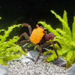 Crabe Hallowen Orange Black - Geosesarma sp.